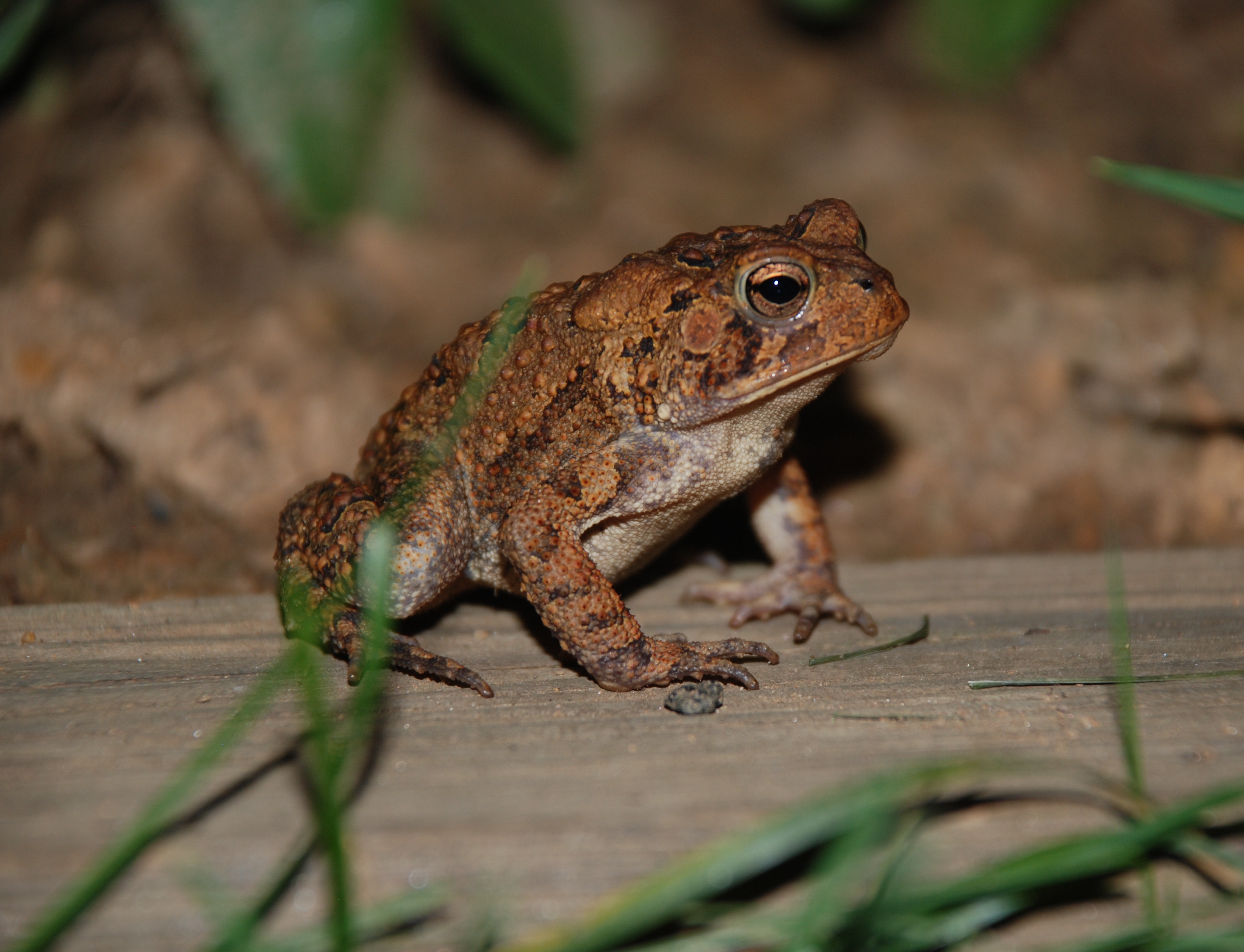 American Toad 8884.jpg. 