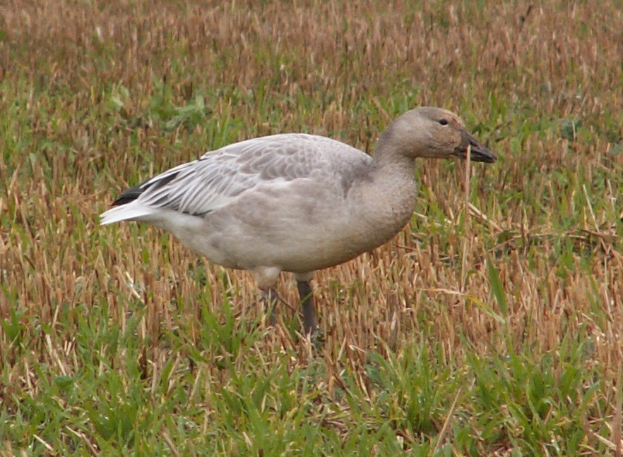 Geese перевод на русский. Мак Snow Goose.