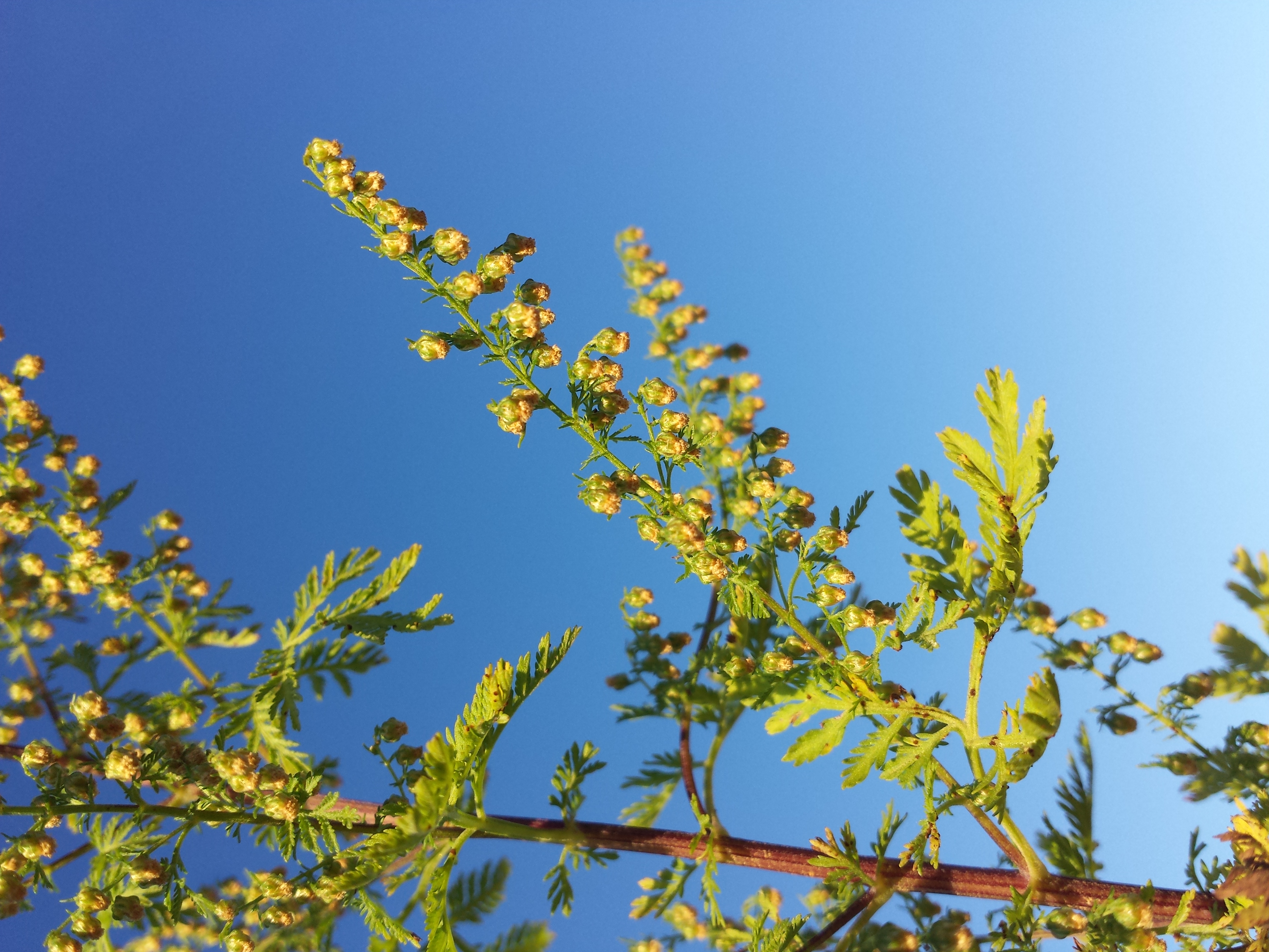 Artemisia annua - Wikipedia