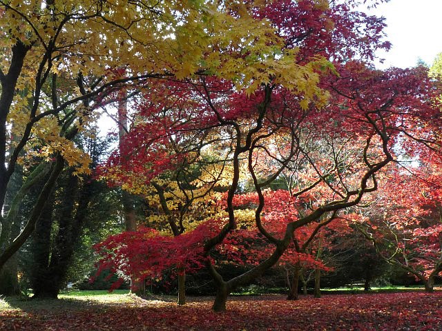 File:Autumn Colours 2012 at Westonbirt Arboretum (4) - geograph.org.uk - 3206937.jpg