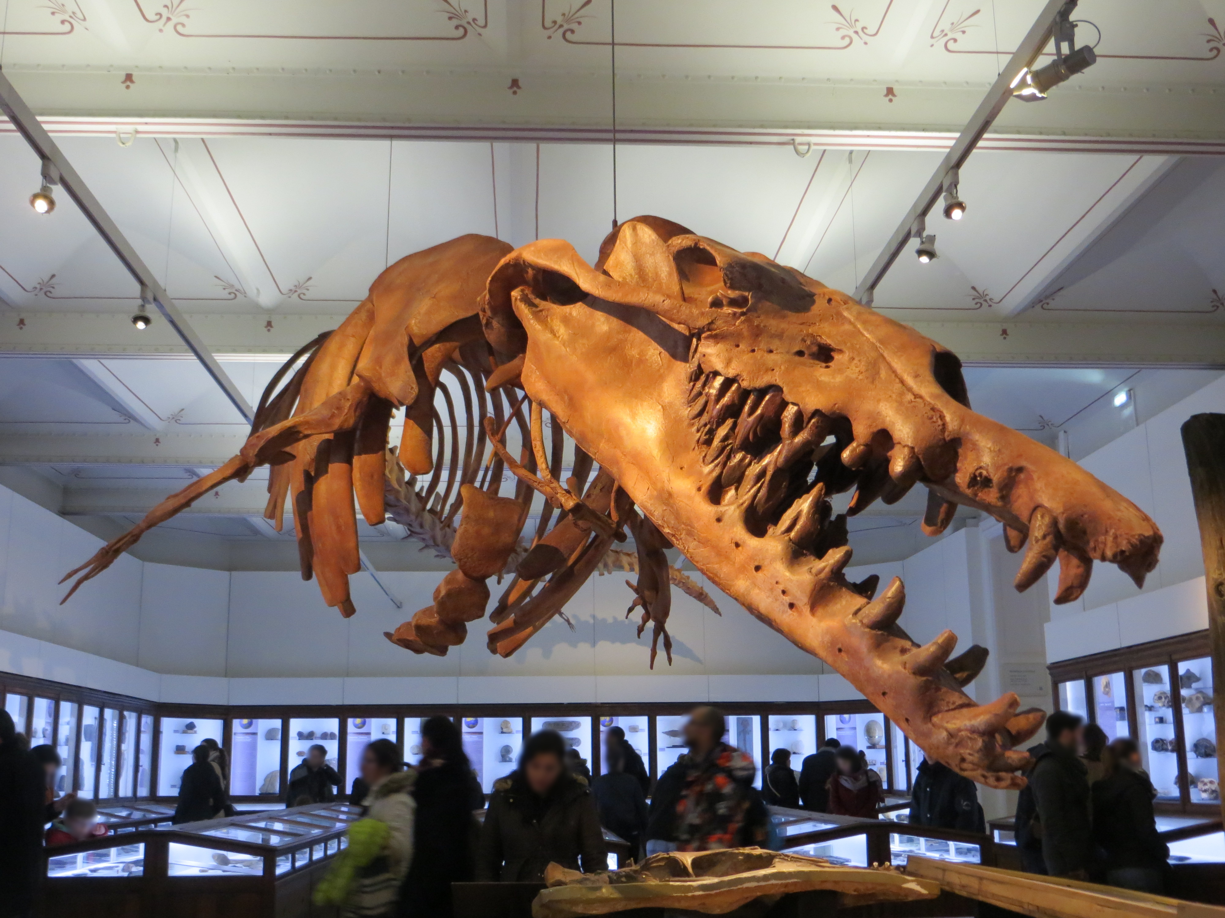 File:Basilosaurus isis fossil, Nantes History Museum 02.jpg - 维基