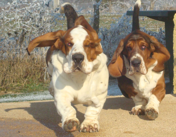 File:Basset-hound duo.jpg