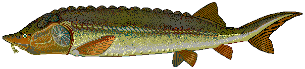 File:Beluga sturgeon.png