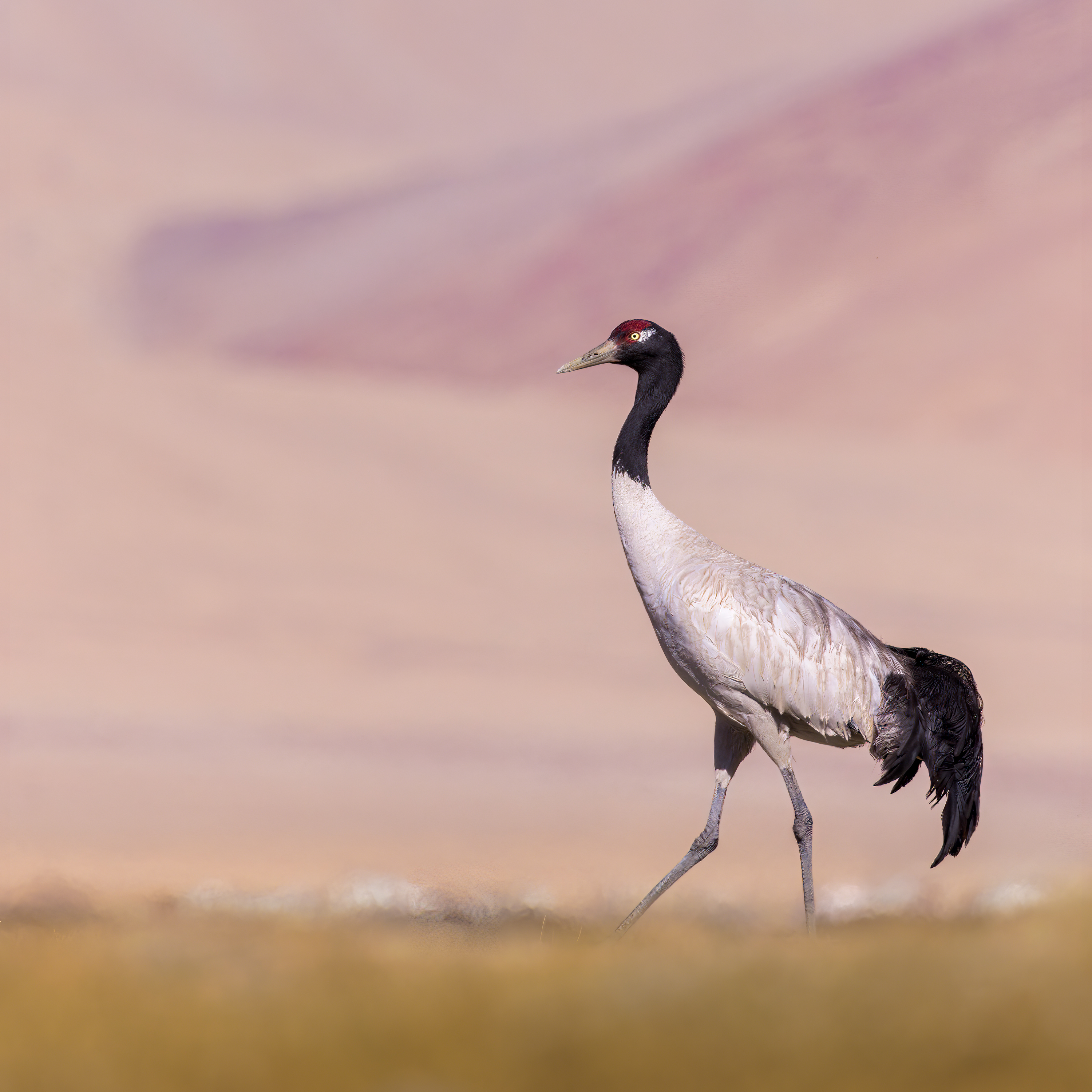 Siberian Crane - eBird