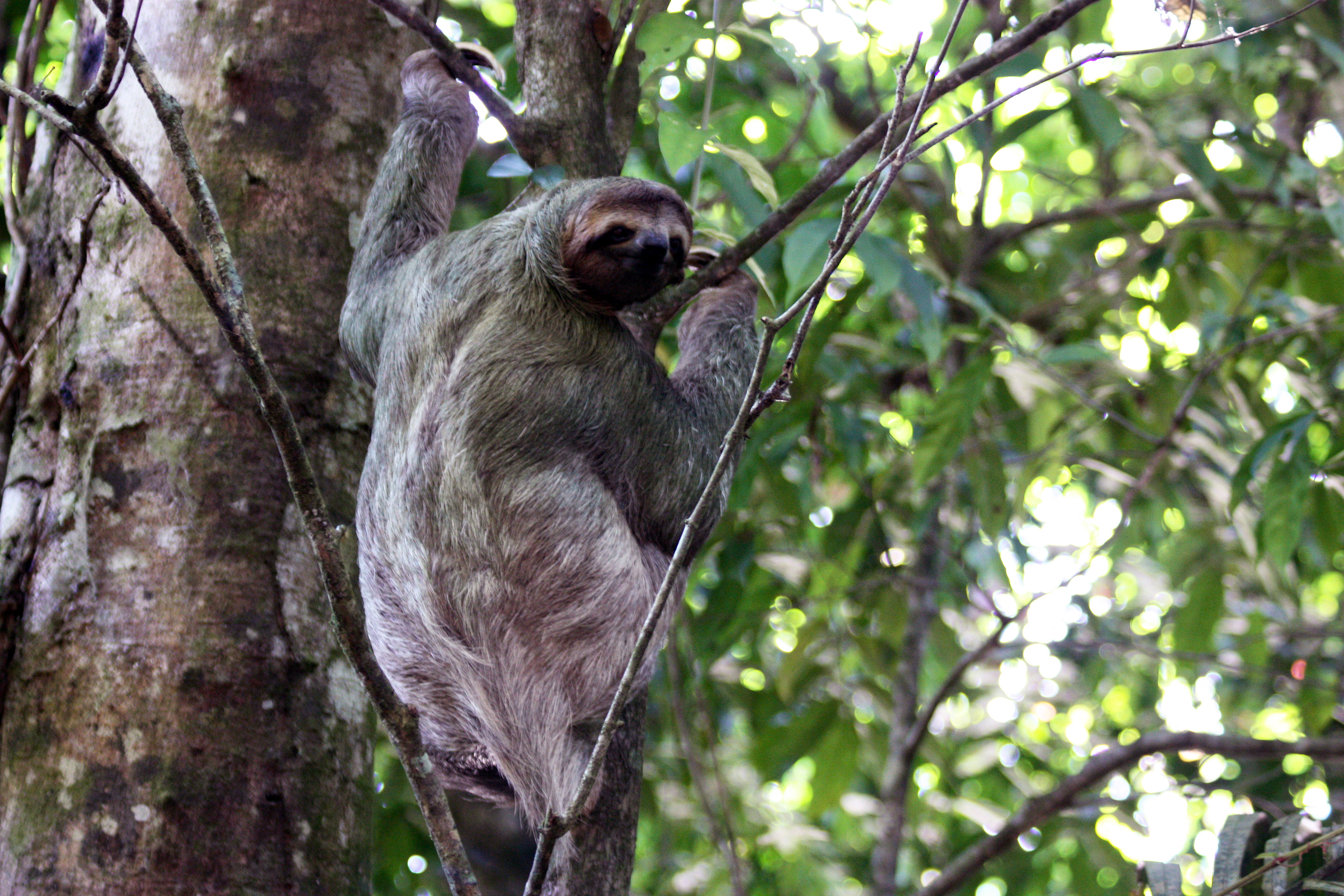 File:Brown-throated three-toed sloth female.JPG - Wikimedia Commons