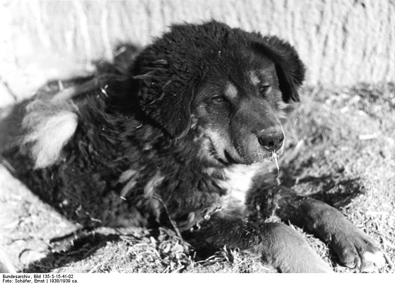 File:Bundesarchiv Bild 135-S-15-41-02, Tibetexpedition, Tibetischer Hund.jpg