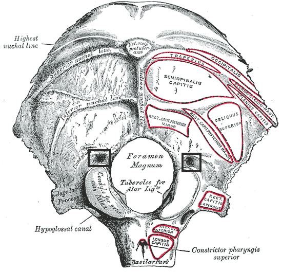 File:Canaliscondylaris.PNG