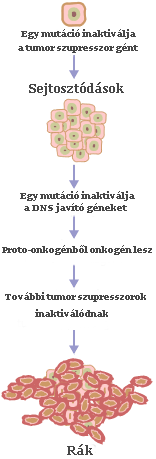 File:Cancer requires multiple mutations from NIH hu.png