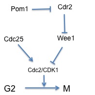 Figure 1: Accepted Model for Cdr2's indirect promotion of mitotic entry. Cdr2 is suppressed by Pom1, and is unable to phosphorylate Wee1 to activate CDK1. Cdr2 pathway.jpg