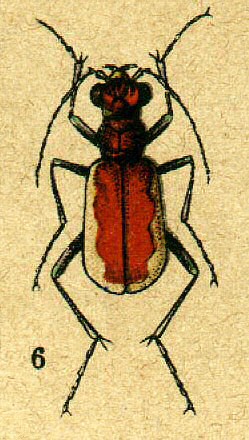 Cicindela lacteola