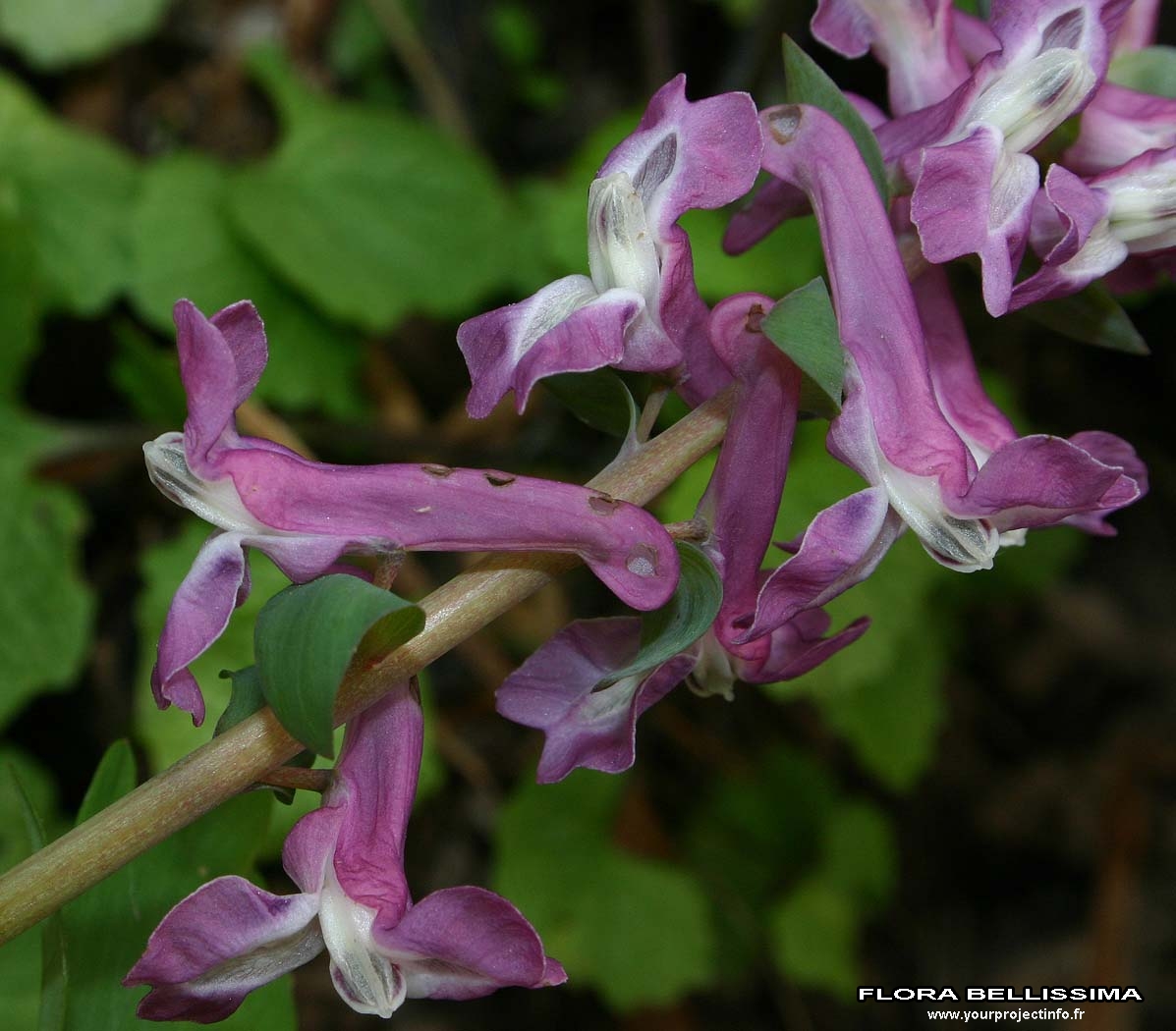 Corydalis paniculigera