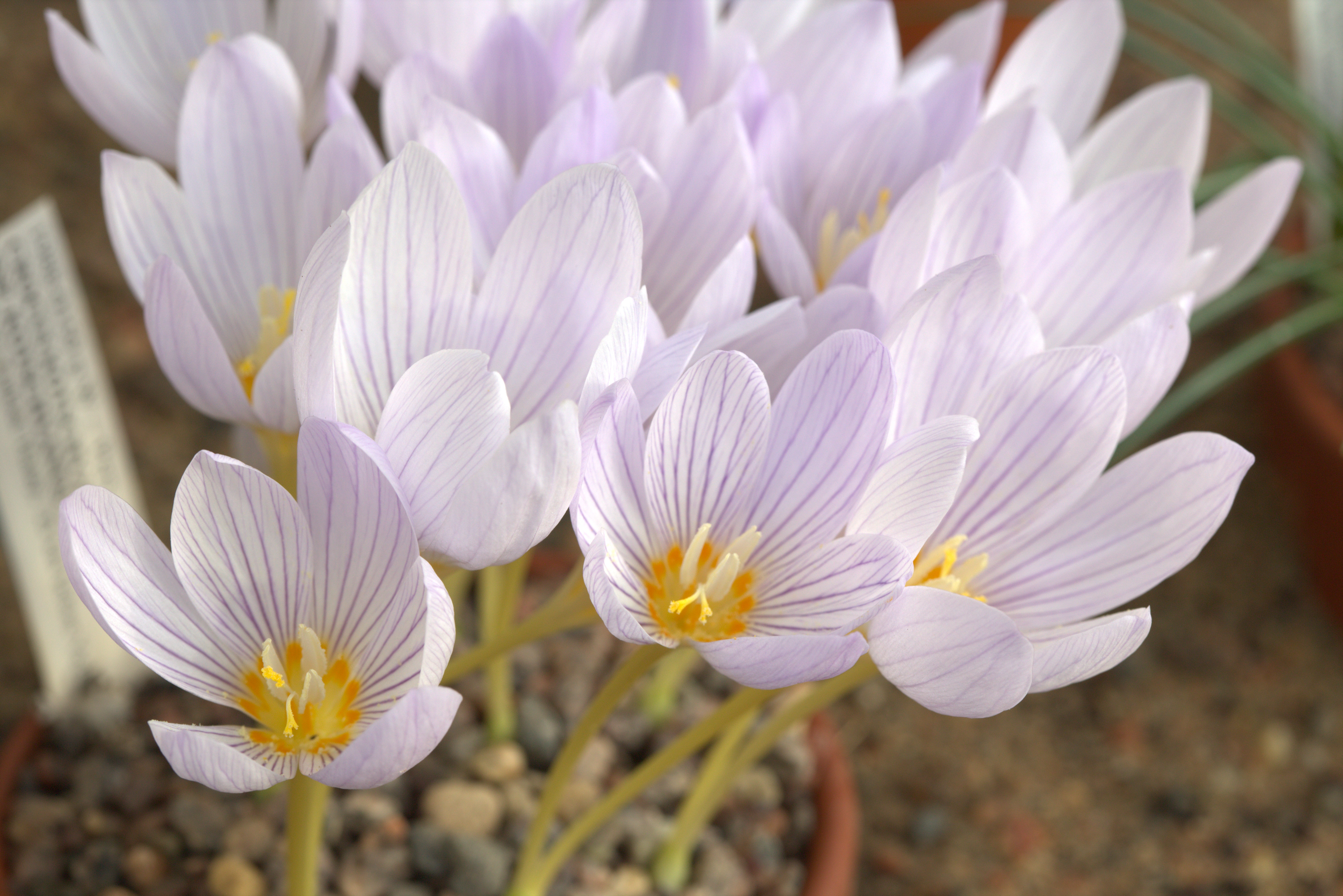 Крокус (Crocus) kotschyanus