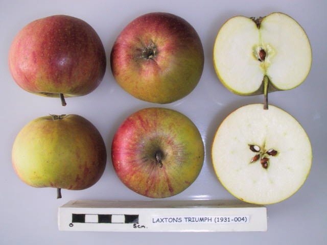 File:Cross section of Laxton's Triumph, National Fruit Collection (acc. 1931-004).jpg