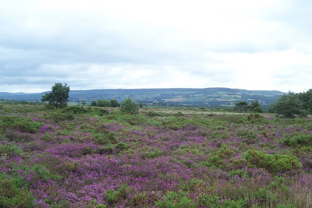 Early Morning On Aylesbeare Common - geograph.org.uk - 1390582