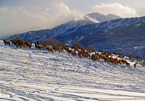 File:Elk graze on McClain Flats - panoramio.jpg