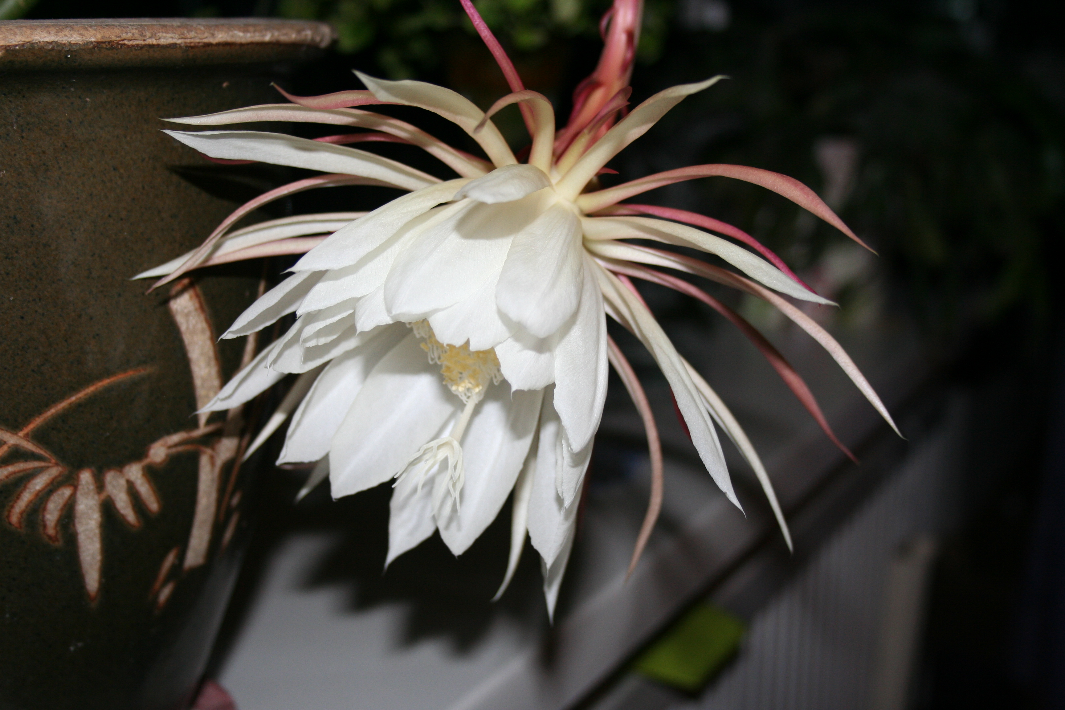 File:Epiphyllum oxypetalum(Queen of the night).jpg - Wikimedia Commons