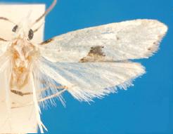 <i>Eucalantica pumila</i> Species of moth