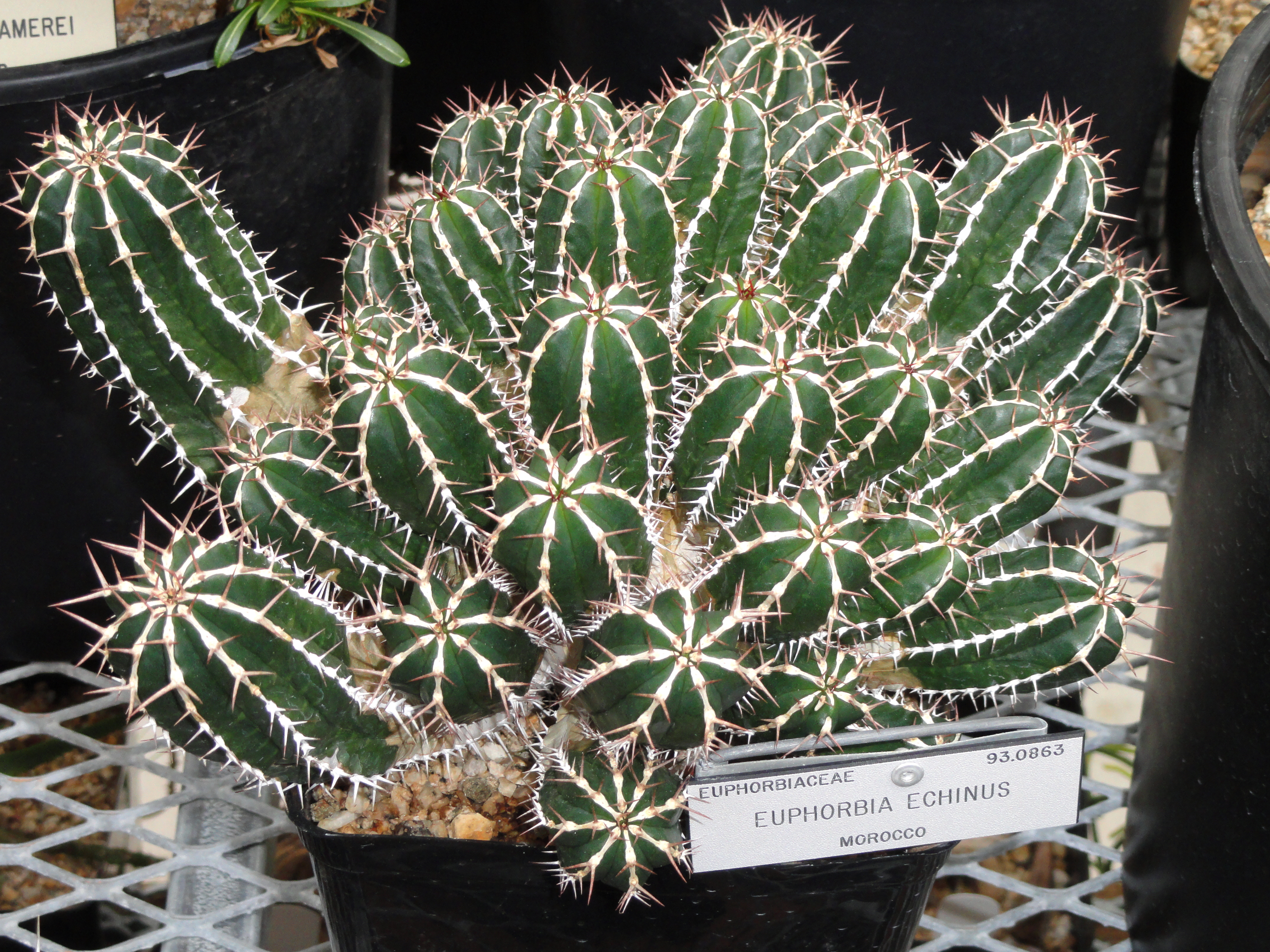 File Euphorbia Echinus University Of California Botanical Garden