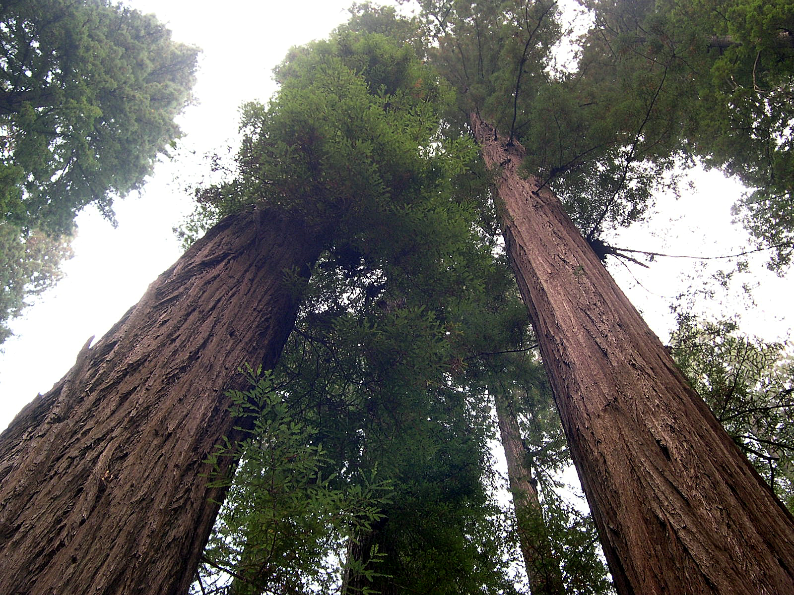 Sequoia sempervirens фото