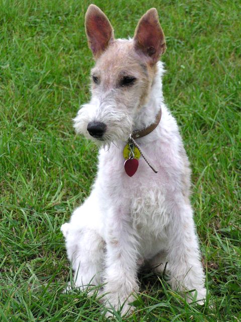 Fox_Terrier_Alex.jpg