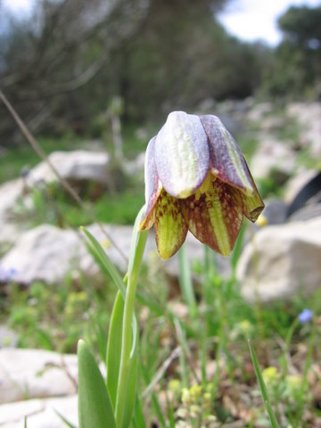 File:Fritillaria crassifolia.JPG