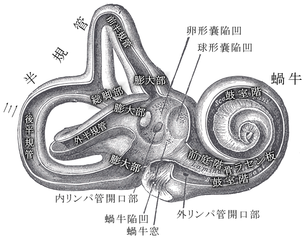 蝸牛 Wikipedia