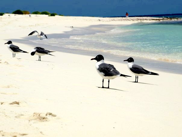 File:Guanaguanre (Larus atricilla) de los Roques Venezuela 001.jpg