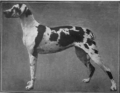 Harlequin Great Dane in 1910