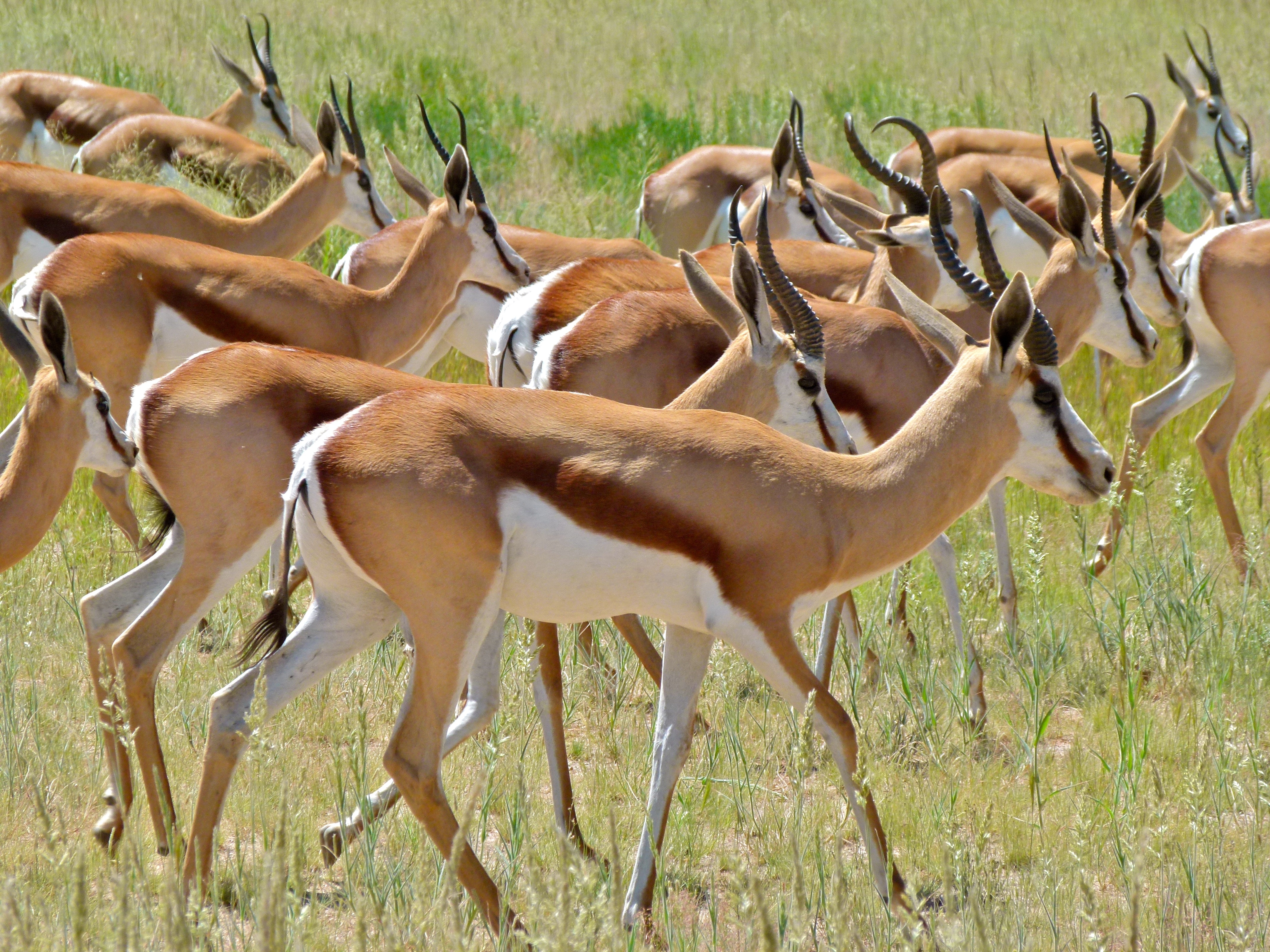 Herd of Springboks (Antidorcas marsupialis) (6857148464).jpg
