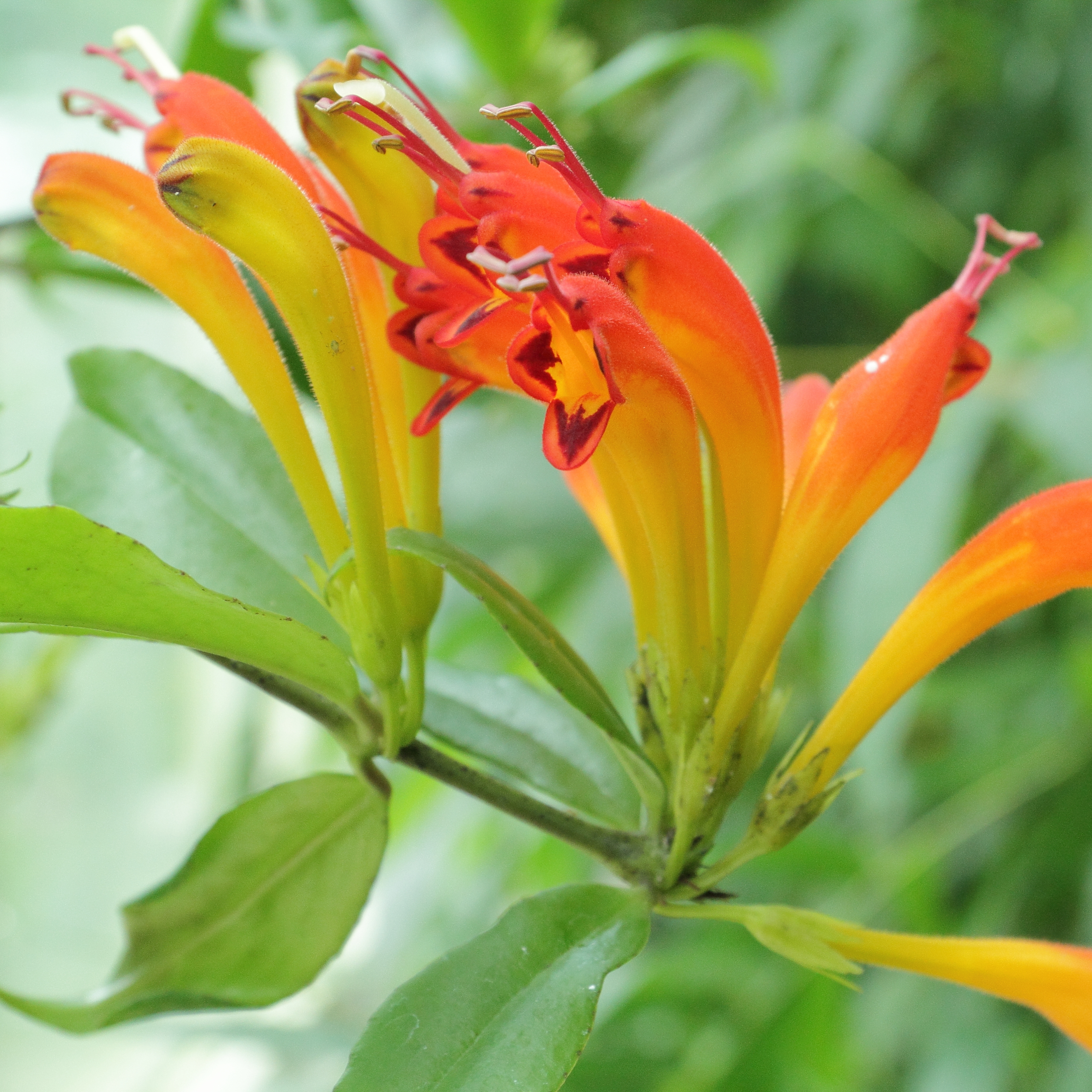 Оранжевое комнатное растение. Эсхинантус speciosus. Эсхинантус Жар птица. Эсхинантус оранжевый. Эсхинантус Лобба.