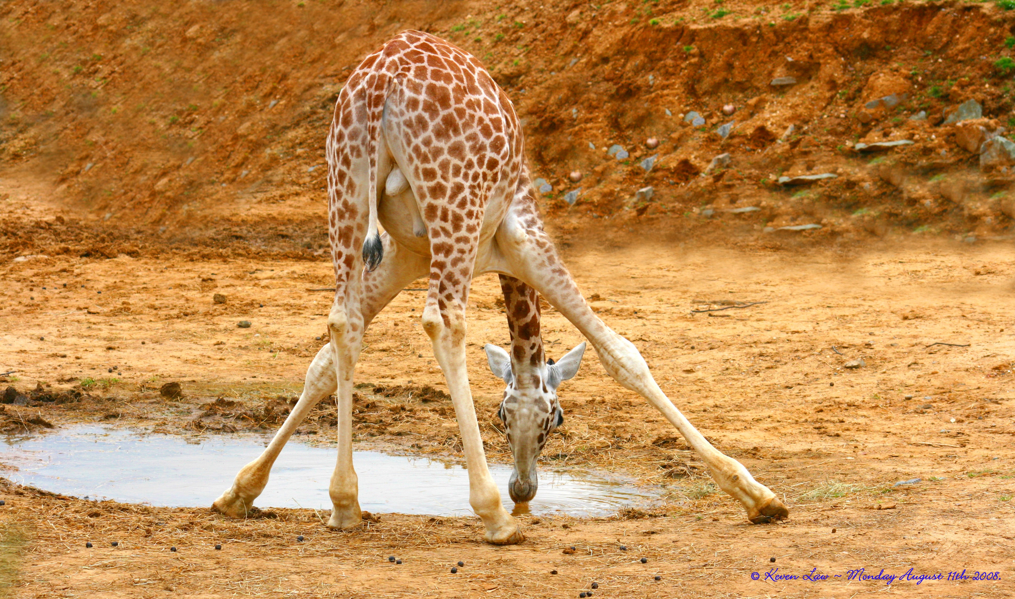 giraffe crocs