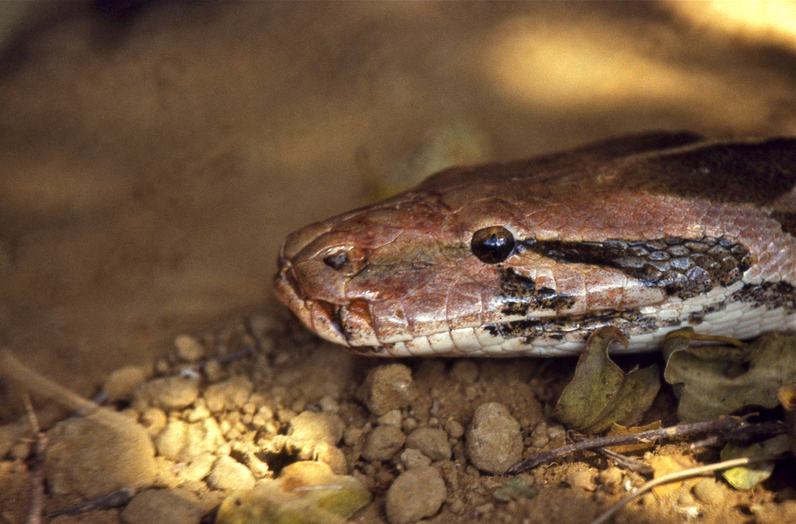 Indian Python (Python molurus) (19375877284).jpg