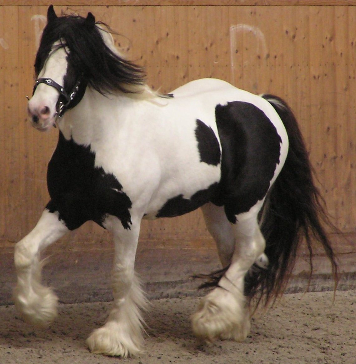 piebald horse