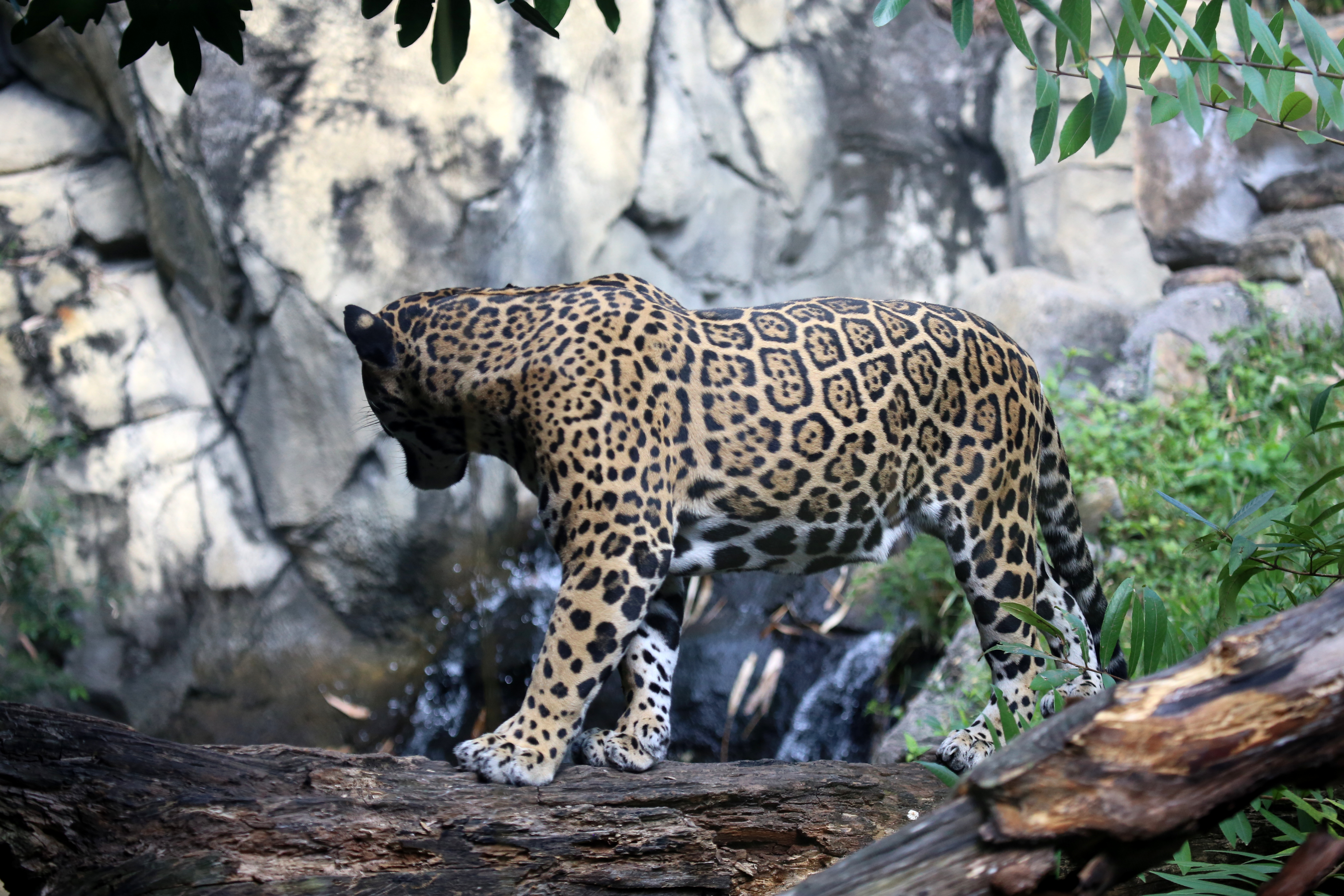 Калаш Panthera onca