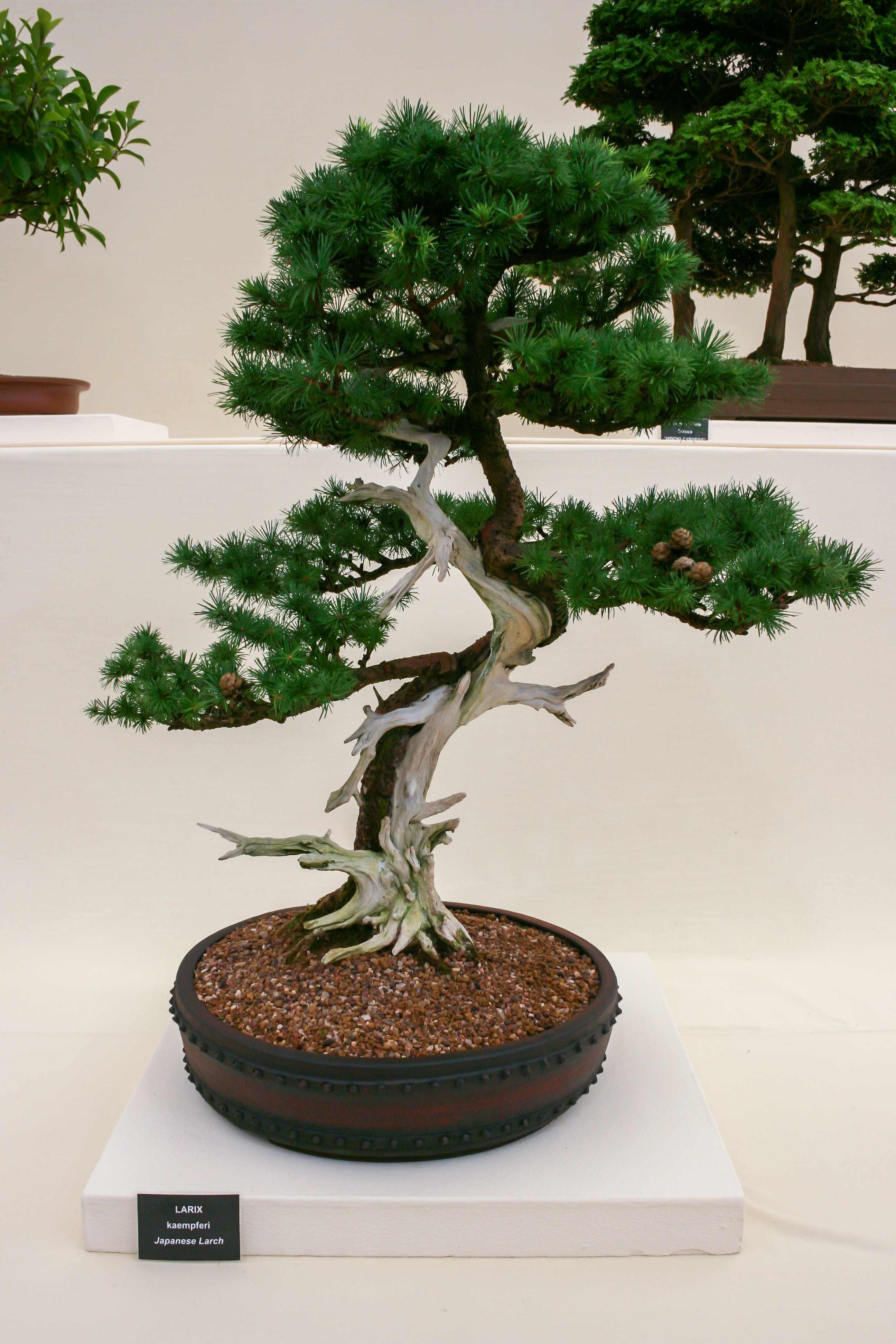 Bonsai - Wikipedia