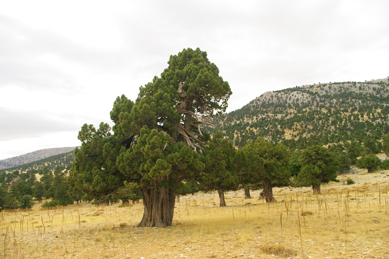 File:Juniperus excelsa - Boylu Ardic - Greek Juniper 09.JPG