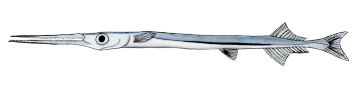 File:Keeltail needlefish.png