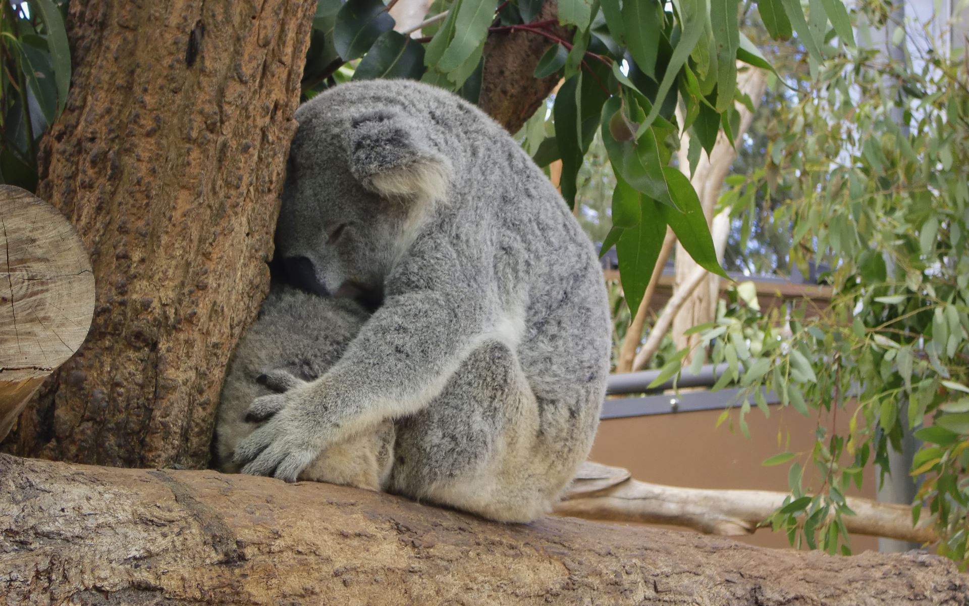 Taronga zoo. Зоопарк Таронга в Австралии. Таронга Сидней. Сидней зоопарк. Зоопарк в Сиднее Австралия.