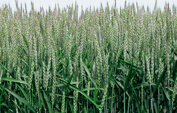 File:Les Plantes Cultivades. Cereals. Imatge 154.jpg