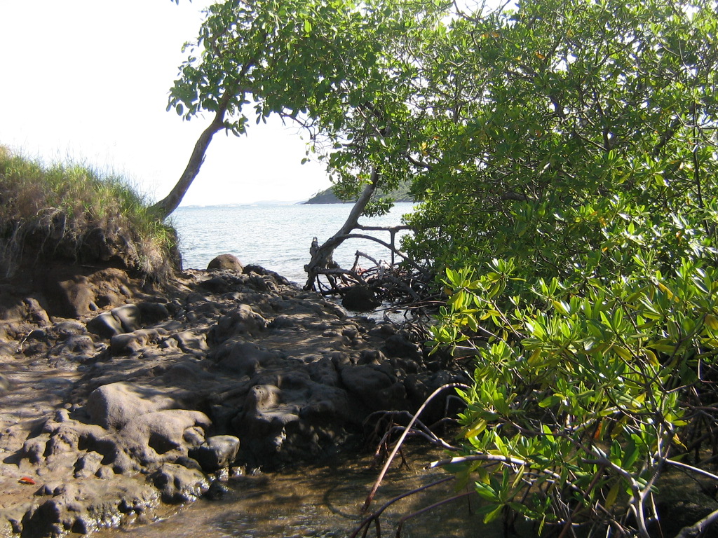 Martinique - 972 Mangrove-Dubuc