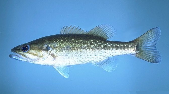 Spotted bass - Wikipedia