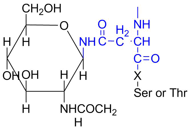 File:N Linked Oligosh.png