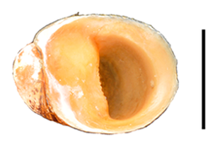 File:Neripteron violaceum shell.png