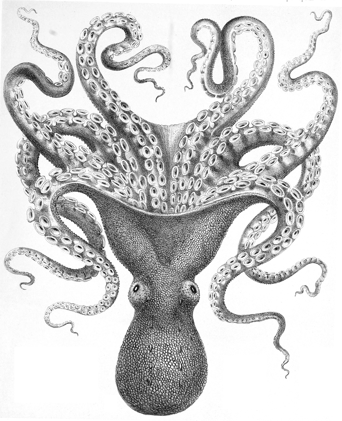 vintage octopus clipart - photo #27