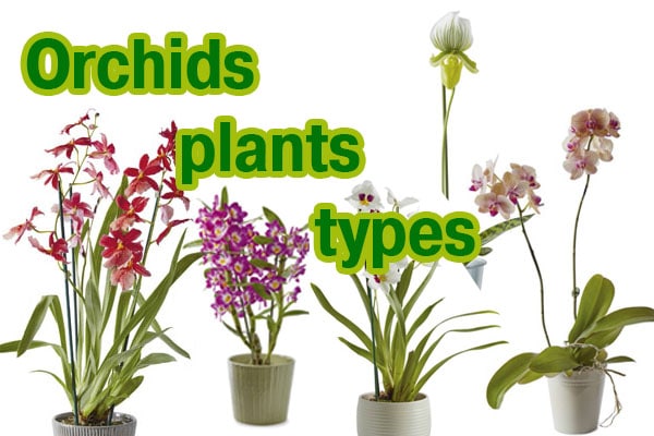 orchids types list