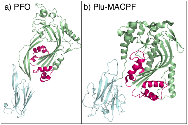 File:PFO and Plu-MACPF.png