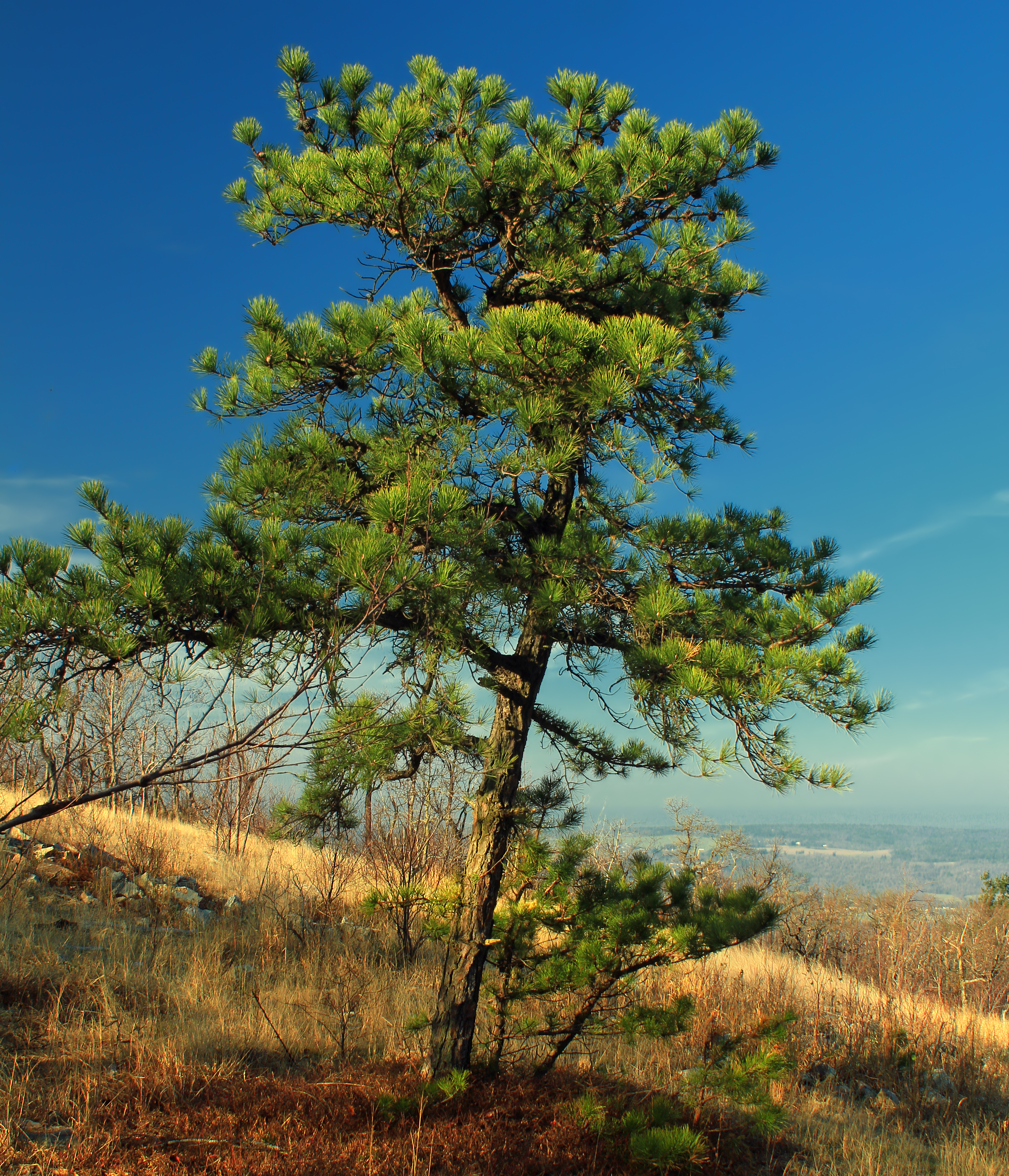 Высокие сосны обступали нас с обеих сторон. Сосна жесткая Pinus rigida. Сосна Культера (Pinus coulteri). Сосна Пфайффер. Сосна Нагиши.