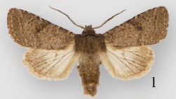 <i>Protorthodes curtica</i> Species of moth