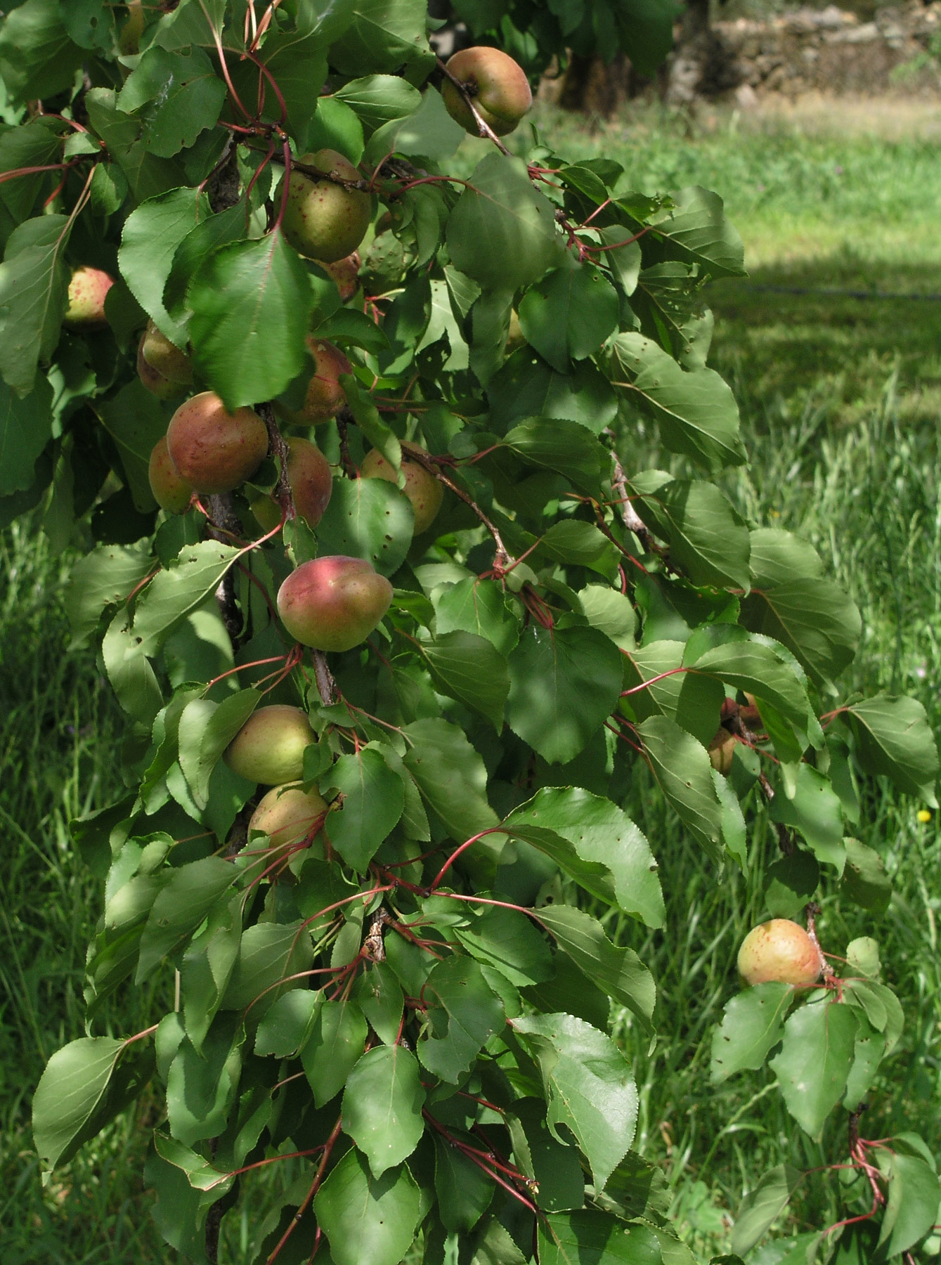 Абрикос орловчанин описание сорта. Сорт абрикоса орловчанин. Prunus armeniaca. Абрикос Вологодский. Абрикос Царский дерево.