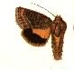 Pseudanarta falcata.JPG